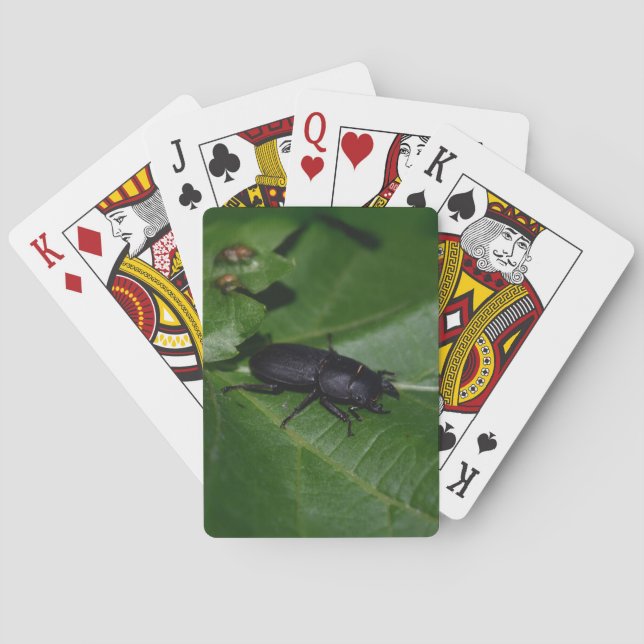Jeu De Cartes Dorcus parallelipipedus, le moindre dendroctone du (dos)