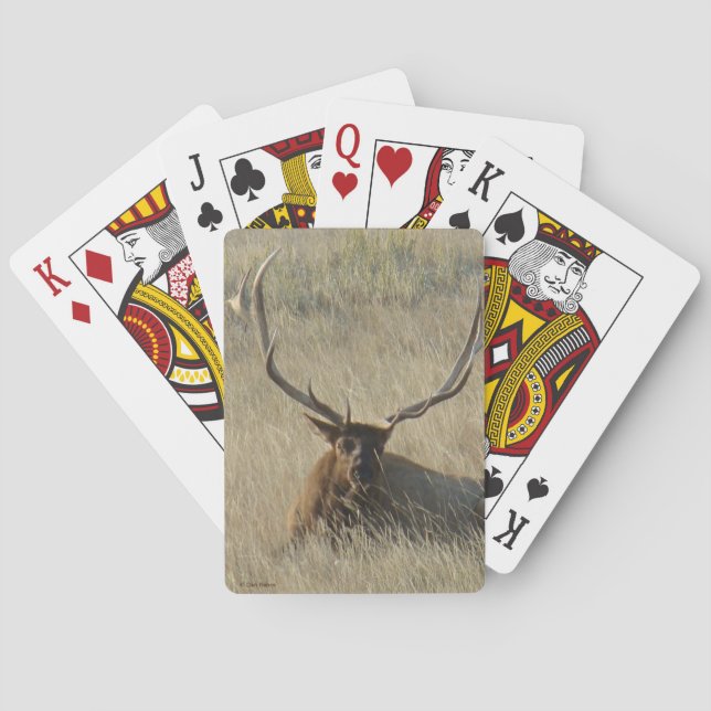 Jeu De Cartes E25 Élan mâle allongé dans l'herbe (dos)
