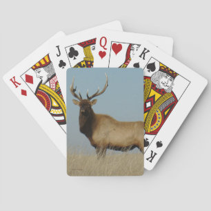 Jeu De Cartes E43 Élan mâle sur fond de ciel