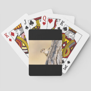 Jeu De Cartes Écureuil