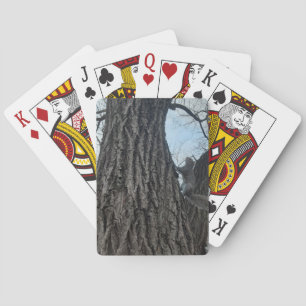 Jeu De Cartes Écureuil