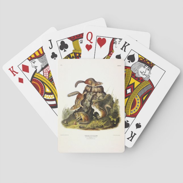 Jeu De Cartes Écureuil à écorce ( Chipmunk oriental ) par Audubo (dos)