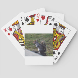 Jeu De Cartes Écureuil gris