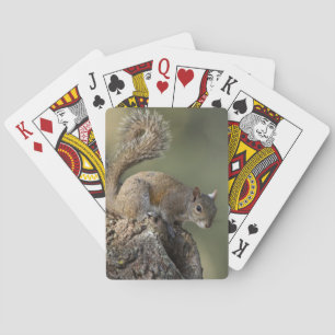 Jeu De Cartes Écureuil gris de l'Est, ou écureuil gris