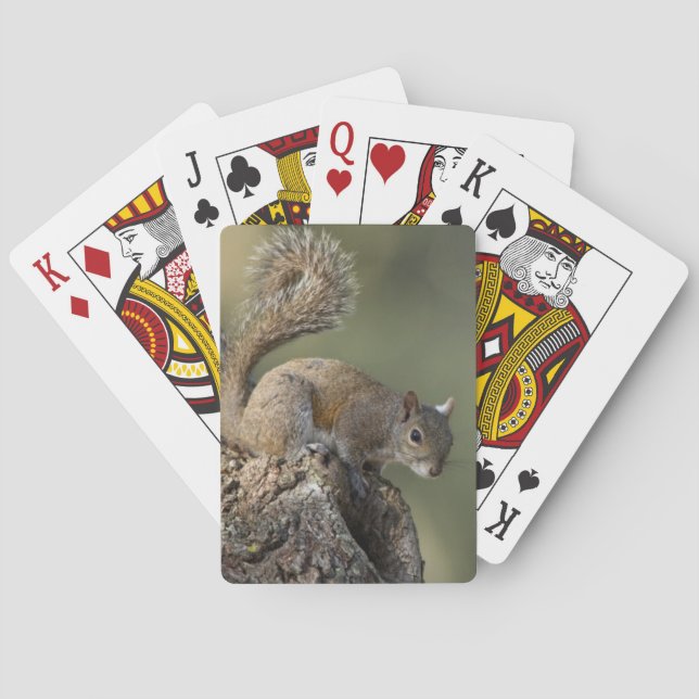 Jeu De Cartes Écureuil gris de l'Est, ou écureuil gris (dos)