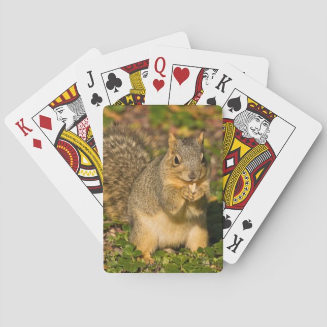 Jeu De Cartes Écureuil gris, mangeant, cacahuète, Crystal Spring (dos)
