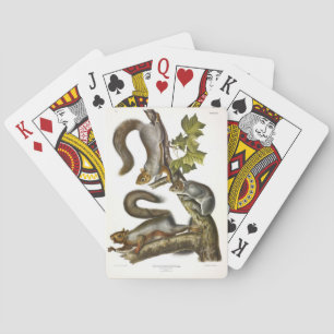 Jeu De Cartes Écureuil gris-oriental (écureuil migrateur) Audubo