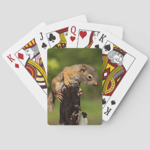 Jeu De Cartes Écureuil roux bébé