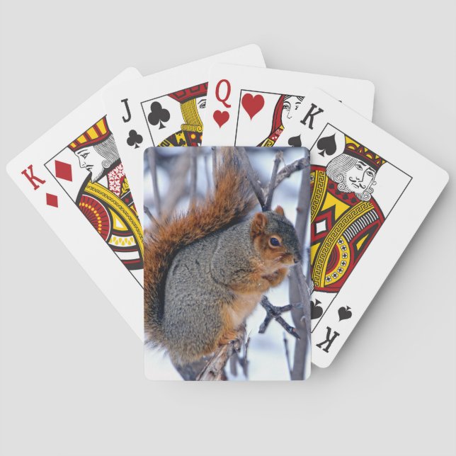 Jeu De Cartes Écureuil sur les branches couvertes de glace de ne (dos)