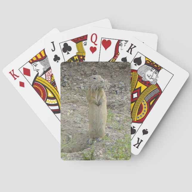Jeu De Cartes Écureuil terrestre R1 Richardson (dos)