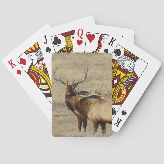 Jeu De Cartes Élan mâle E24 (dos)