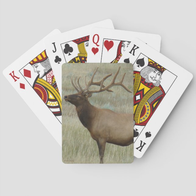 Jeu De Cartes Élan mâle E8 sous le velours (dos)