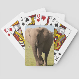 Jeu De Cartes Eléphant africain (Loxodonta Africana), Massai