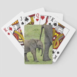 Jeu De Cartes Éléphant d'Afrique femelle avec bébé