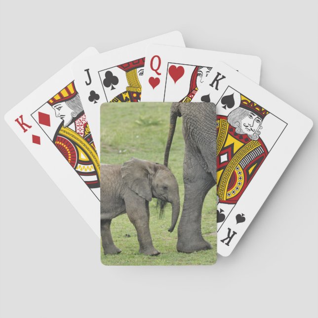 Jeu De Cartes Éléphant d'Afrique femelle avec bébé (dos)