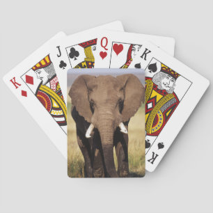 Jeu De Cartes Éléphant de savane d'Afrique