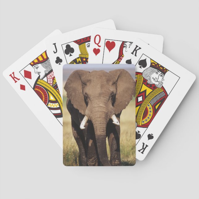 Jeu De Cartes Éléphant de savane d'Afrique (dos)