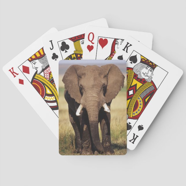 Jeu De Cartes Éléphant de savane d'Afrique (dos)