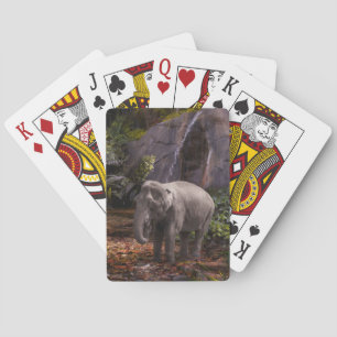 Jeu De Cartes Elephant Family RAIN FOREST PARTI