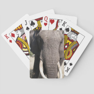 Jeu De Cartes Éléphant (Loxodonta africana), Abu Camp 3