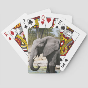 Jeu De Cartes Éléphant (Loxodonta africana), chenal Savute