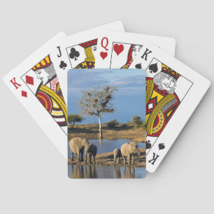 Jeu De Cartes Éléphants de brousse d'Afrique (Loxodonta Africana