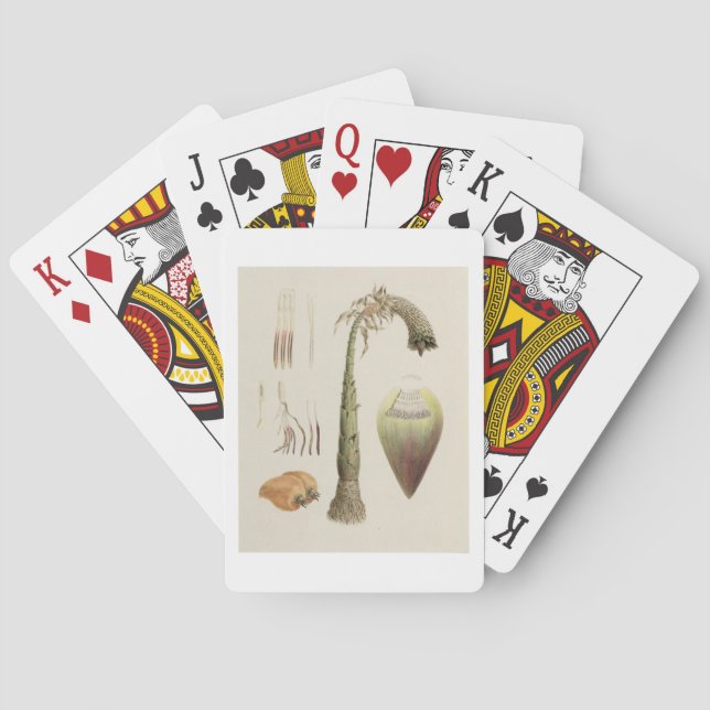 Jeu De Cartes Ensete No. 10, formerly attributed to James Bruce (dos)