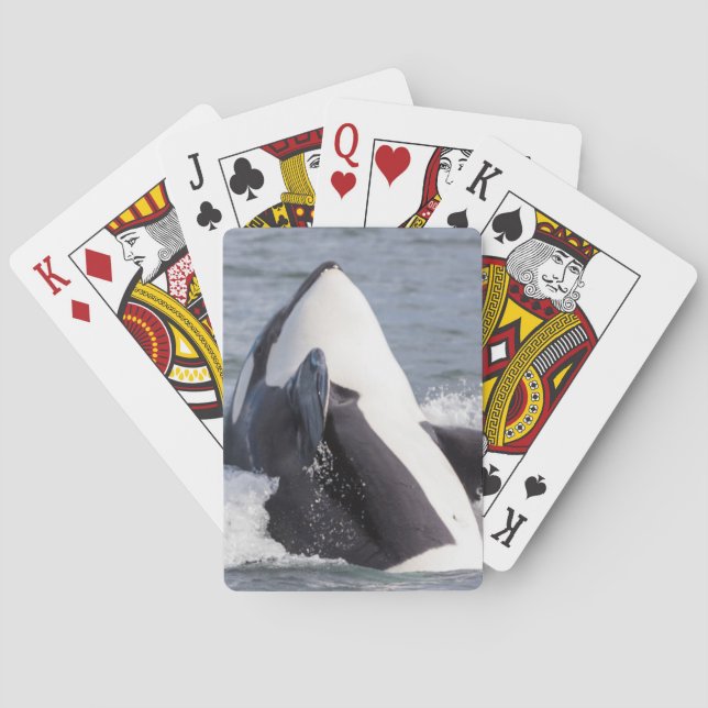 Jeu De Cartes Épaulard faisant une cabriole (dos)