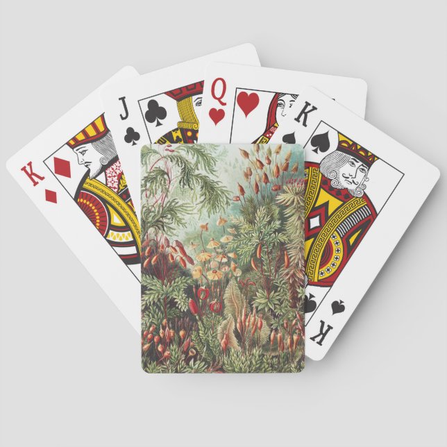 Jeu De Cartes Ernst Haeckel Impression de la nature de la mousse (dos)