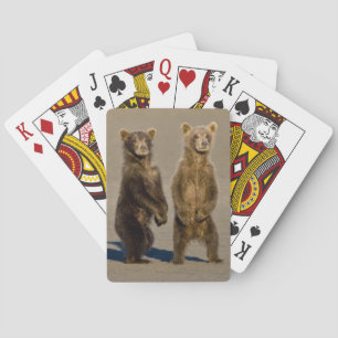 Jeu De Cartes États-Unis. Alaska. Oursons brun côtiers