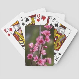 Jeu De Cartes États-Unis, Californie. Fleurs roses sur un arbre