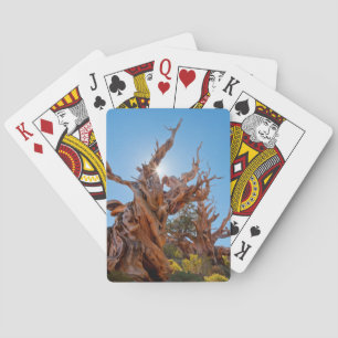 Jeu De Cartes États-Unis, Californie, Forêt nationale d'Inyo 10