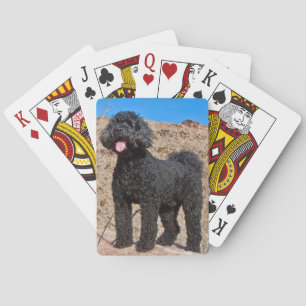 Jeu De Cartes États-Unis, Californie. Labradoodle debout