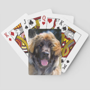 Jeu De Cartes États-Unis, Californie. Portrait de Leonberger ass