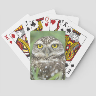 Jeu De Cartes États-Unis, Floride, Cape Coral, Hibou des terrier