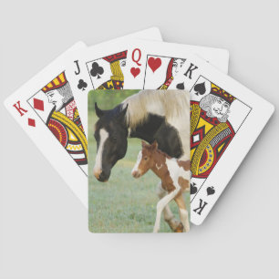 Jeu De Cartes États-Unis, Floride, Nouveau-né Paint filly