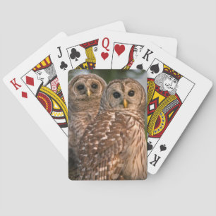 Jeu De Cartes États-Unis, Floride, Viera Wetlands. Trois barrés
