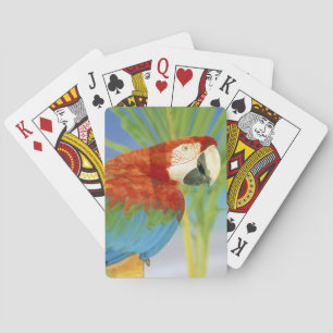 Jeu De Cartes États-Unis, Hawaï. Perroquet