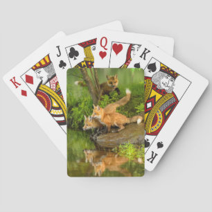 Jeu De Cartes États-Unis, Minnesota, Sandstone, Minnesota Wildli
