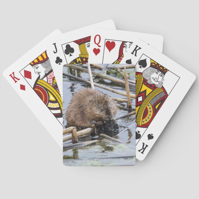 Jeu De Cartes États-Unis, Nebraska. Castor (dos)