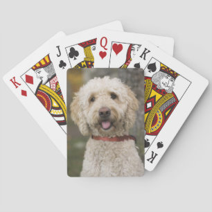 Jeu De Cartes États-Unis, Nouvelle-Angleterre, Massachusetts, Re