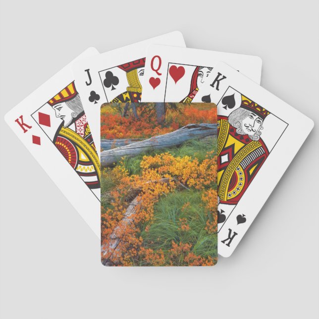 Jeu De Cartes États-Unis, Oregon, Willamette National Forest (dos)