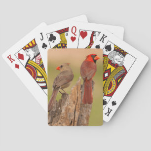 Jeu De Cartes États-Unis, Texas, comté de Hidalgo. Couple de car
