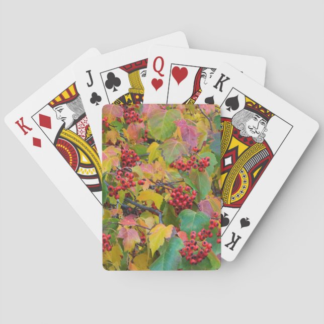 Jeu De Cartes États-Unis, Washington, comté de Spokane, Hawthorn (dos)