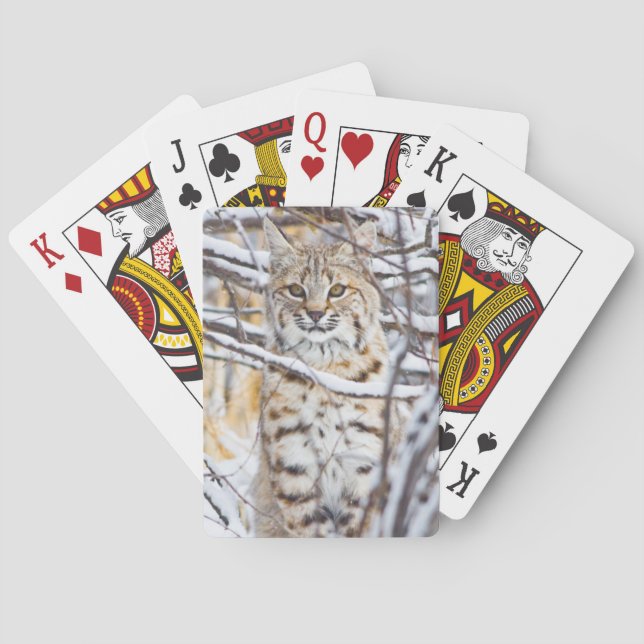 Jeu De Cartes États-Unis, Wyoming, Bobcat (dos)
