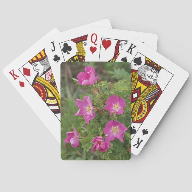 Jeu De Cartes F46 Roses sauvages (dos)