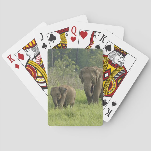 Jeu De Cartes Famille d'éléphants indiens (dos)