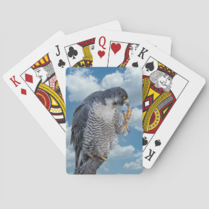 Jeu De Cartes Faucon pèlerin le long de la rivière Hudson