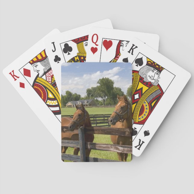 Jeu De Cartes Ferme de chevaux pur-sang dans le comté de Marion, (dos)