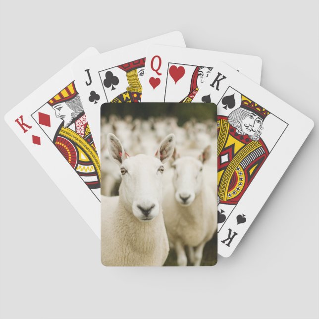 Jeu De Cartes Fermes | Troupeau de moutons (dos)